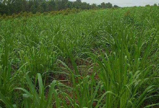 �ߵ�������