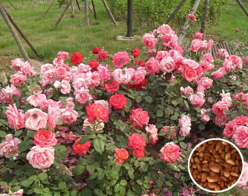 �¼�����