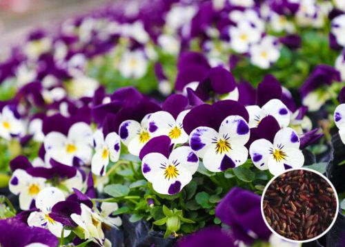 ��ɫ������