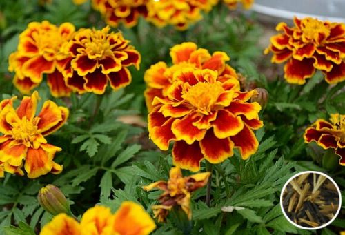 ��ȸ������