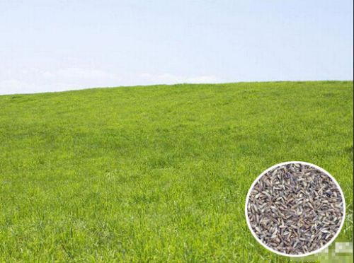 ���Ʋ�����