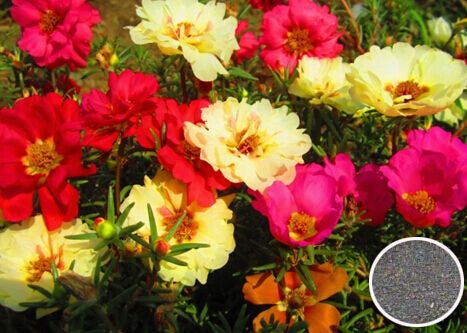 ��Ҷĵ������