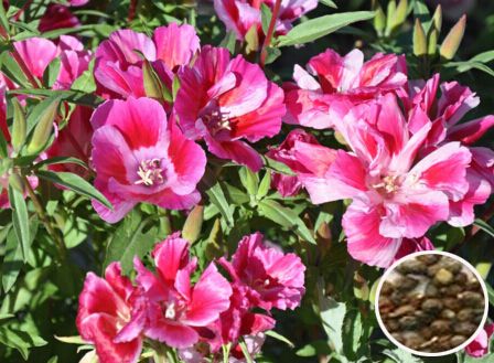 �Ŵ�ϡ����