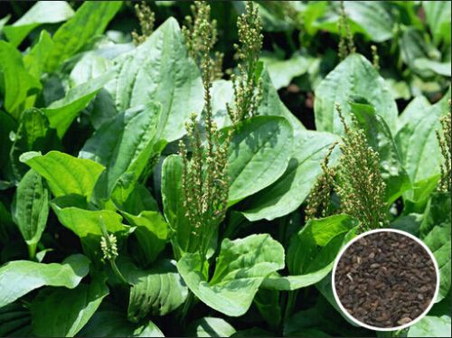 ��ǰ������