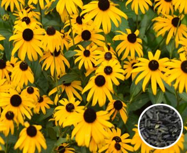 ���ľ�����