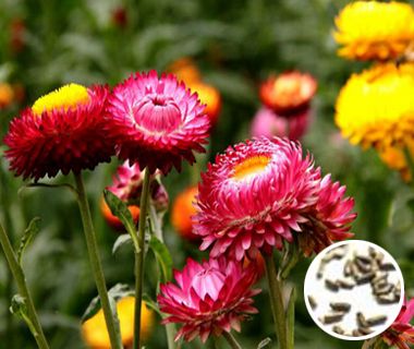 ��Ѿ�����