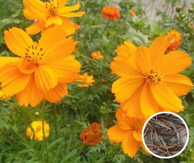 �򻪾�����