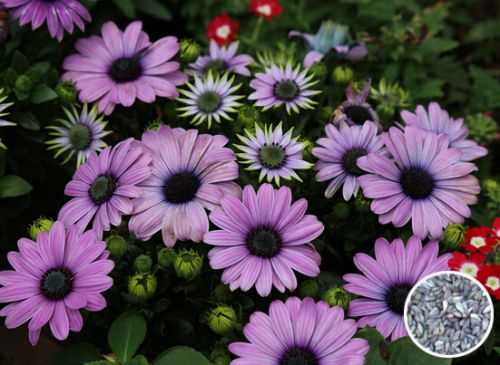 ��Ŀ������