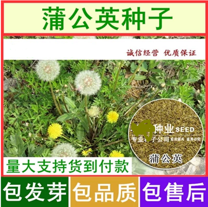 �ѹ�Ӣ����