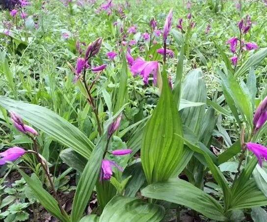 ��ܸ����