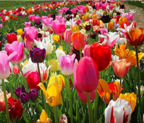 荷兰进口郁金香颜色齐全 荷兰进口郁金香颜色齐全
