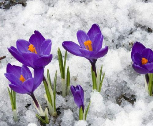 藏红花种球 藏红花种球