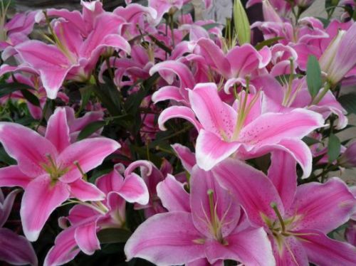 百合种球颜色齐全 百合种球颜色齐全