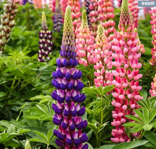 ³��������