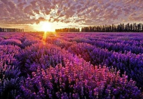 ޹�²�����