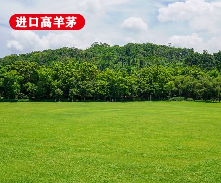 ���ڸ���é����