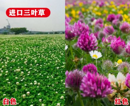 ������Ҷ��