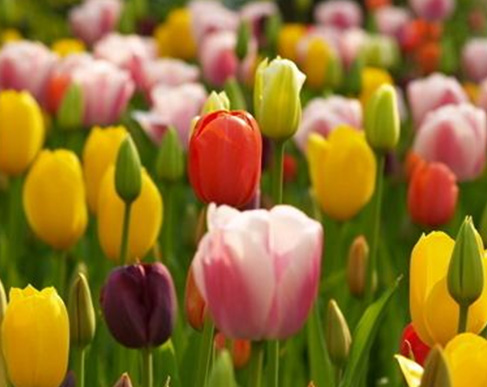 郁金香种球 郁金香种球