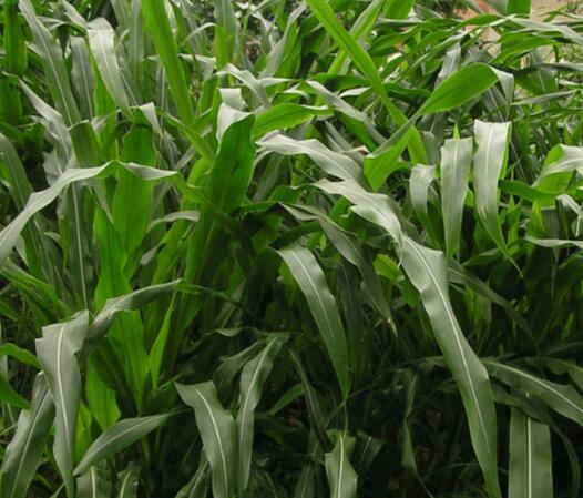 高产大叶墨西哥玉米草 高产大叶墨西哥玉米草
