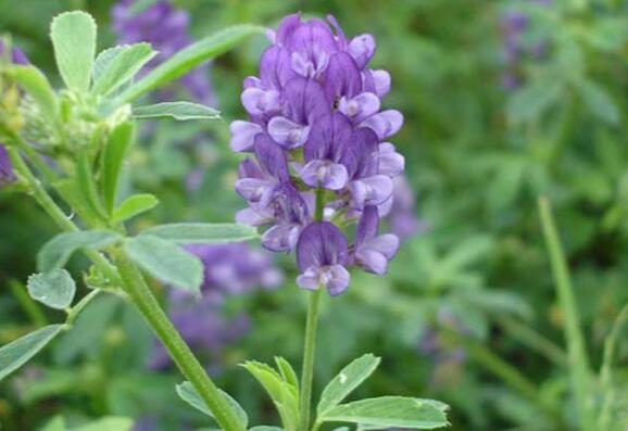 高产进口紫花苜蓿 高产进口紫花苜蓿